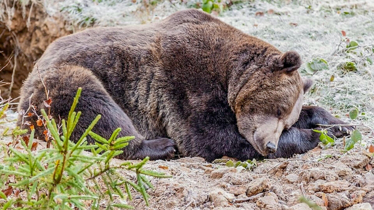 Почему хищники не едят спящих медведей? | Мир разнообразия | Дзен