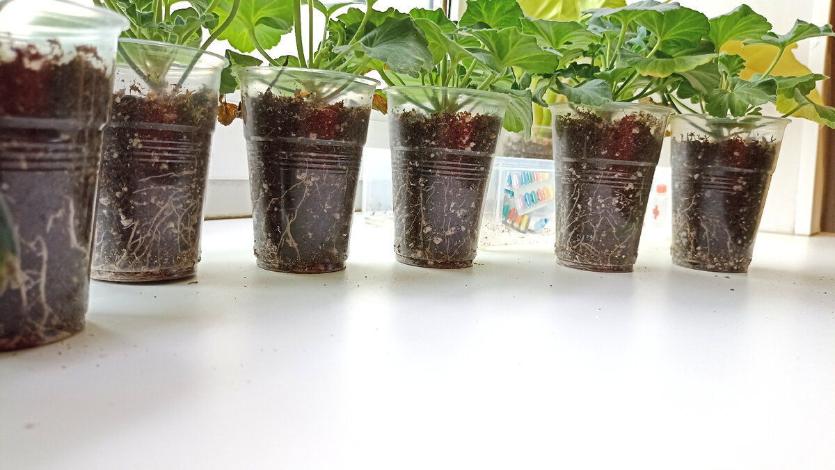 Цепкие корешки быстро опутывают пластиковый стаканчик. Все еле уместились в кадр, так спешат показать себя людям 😊