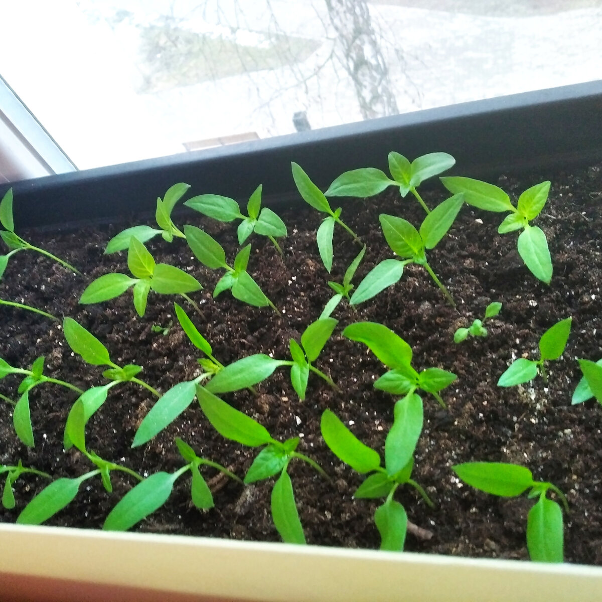 растет у меня в перце неизвестное растение (справа в серединке), хорошо растет, на равне с перцем уже, не убираю интересно что это