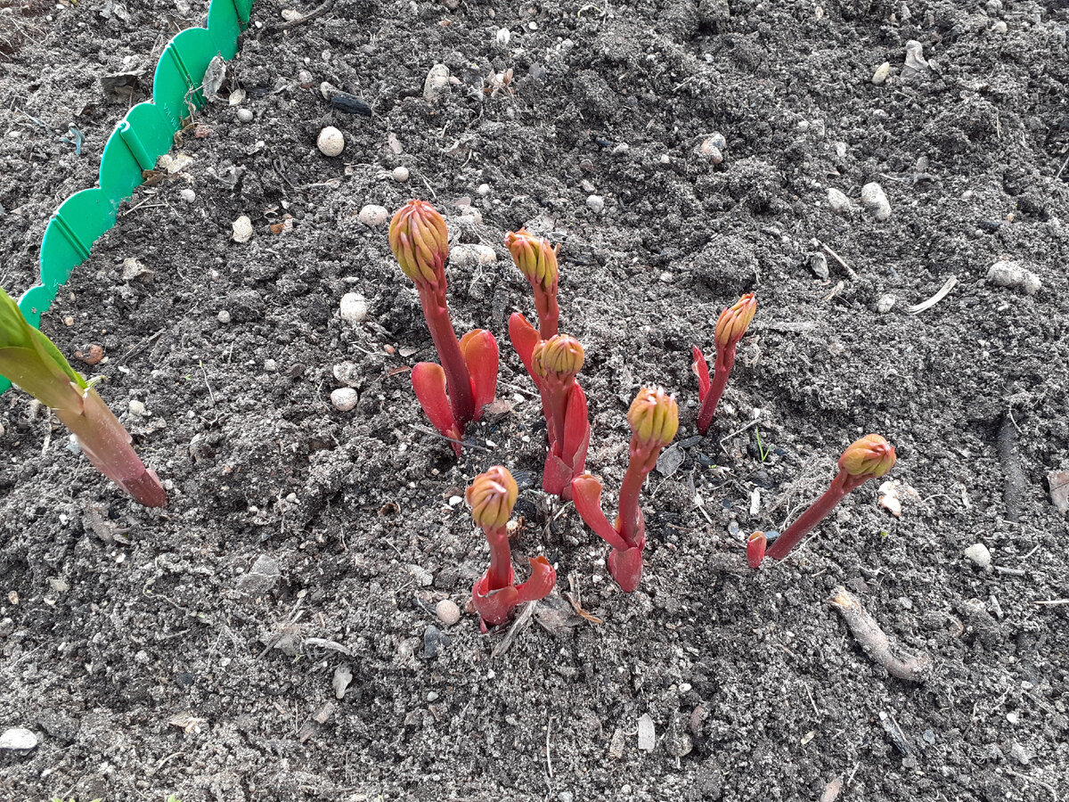 Мои просыпающиеся прошлой весной пионы