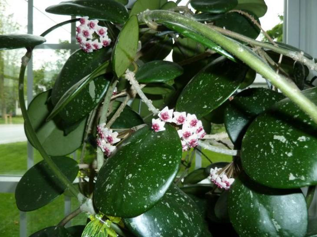 Отсутствие роста и цветения у хойи говорит о некоторых проблемах, или же она в «спячке» (источник фото: podokonnik.temadnya.com)