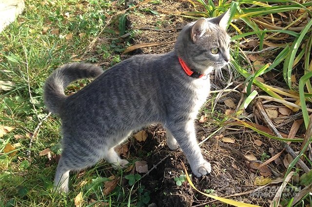    Правда ли, что кошка всегда наступает задними лапами на следы передних?