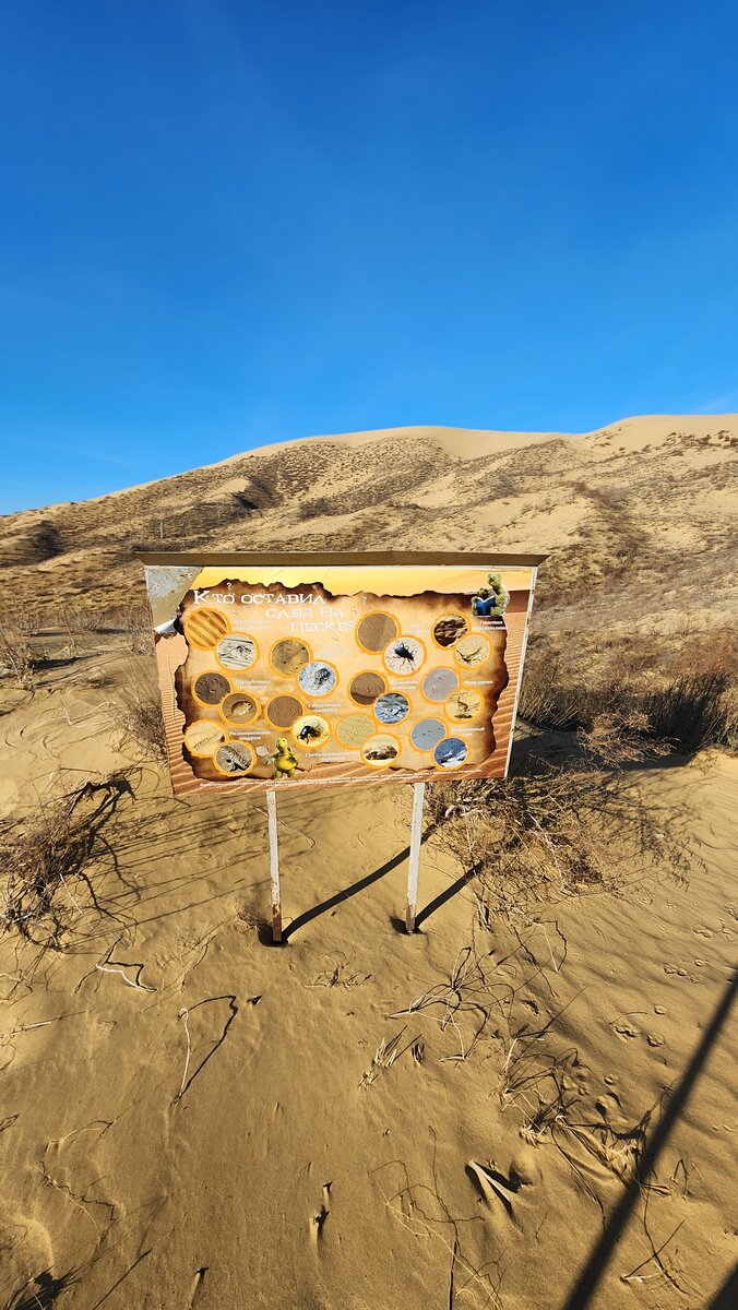 такие щиты можно встретить на бархане