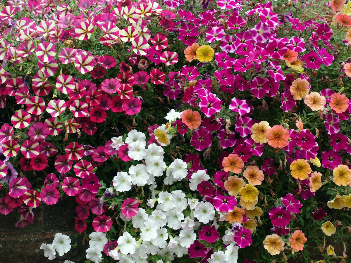 Петунии украшение сада.