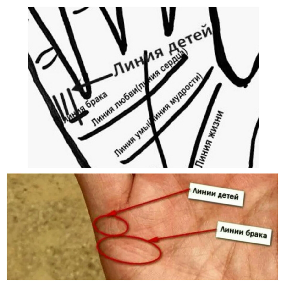 Линия детей на линии брака, Холма меркурия