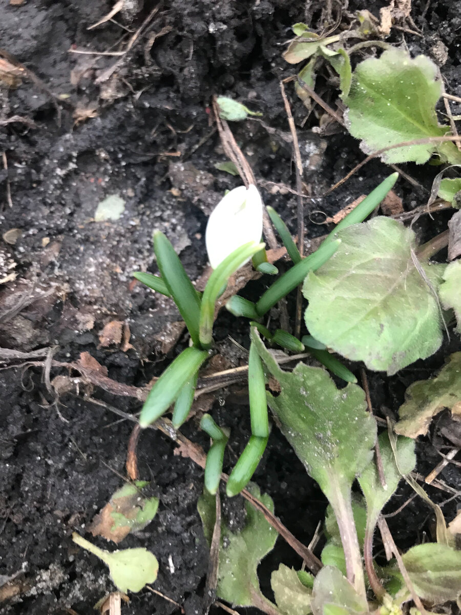 Каюсь, это не улица, это двор моего городского дома