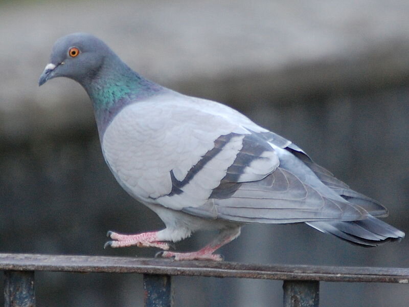 Сизый голубь (Columba livia)