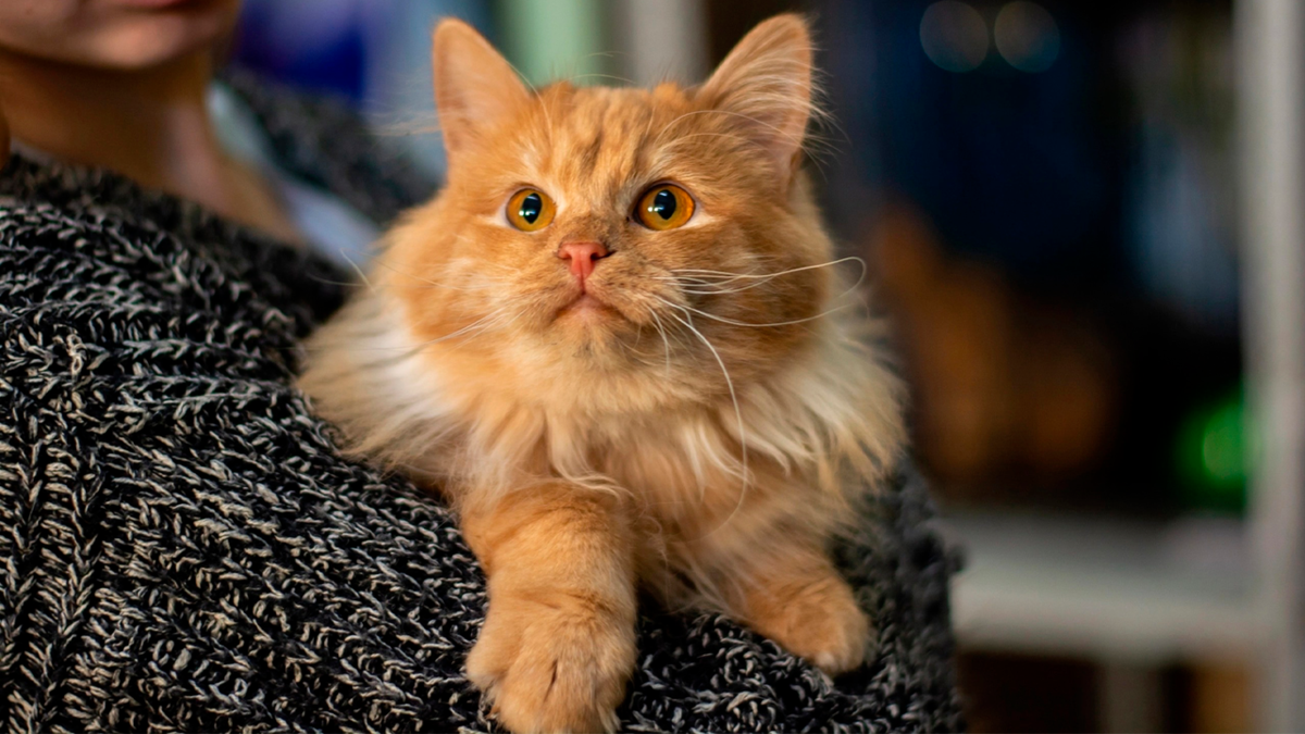 Ярко-рыжий котенок был на волоске от смерти, но его спасли | Питомцы  Mail.ru | Дзен