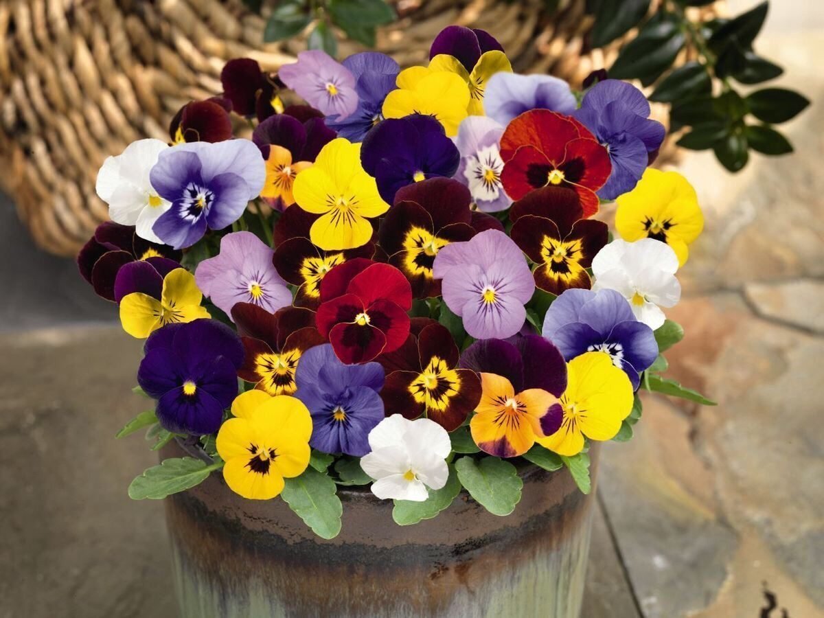 Виола цветы в горшках фото