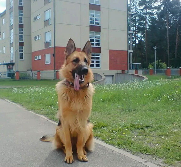 Овчарка в городе