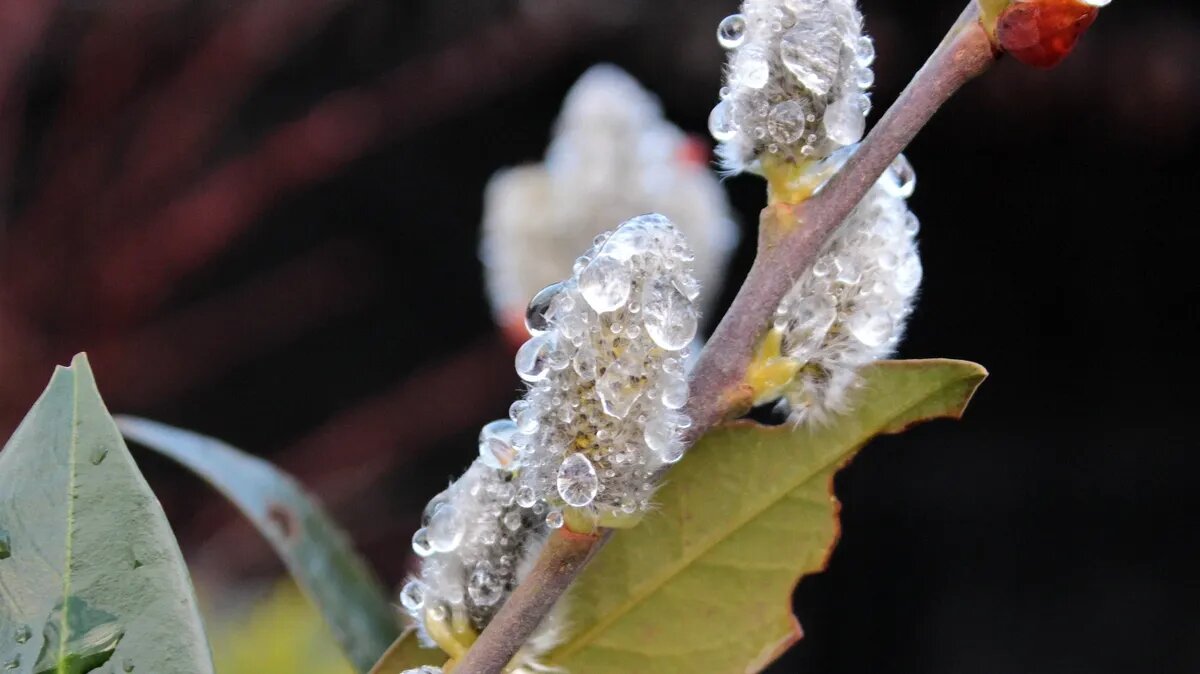 Вербочки освящают в храмах в Лазареву субботу и Вербное воскресенье. Фото: www.piqsels.com