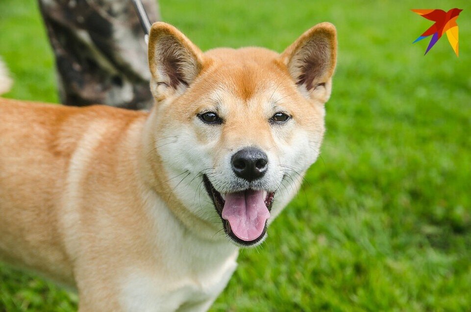     Владельцев собак будут штрафовать за выгул животных без поводка и намордника  Архив КП
