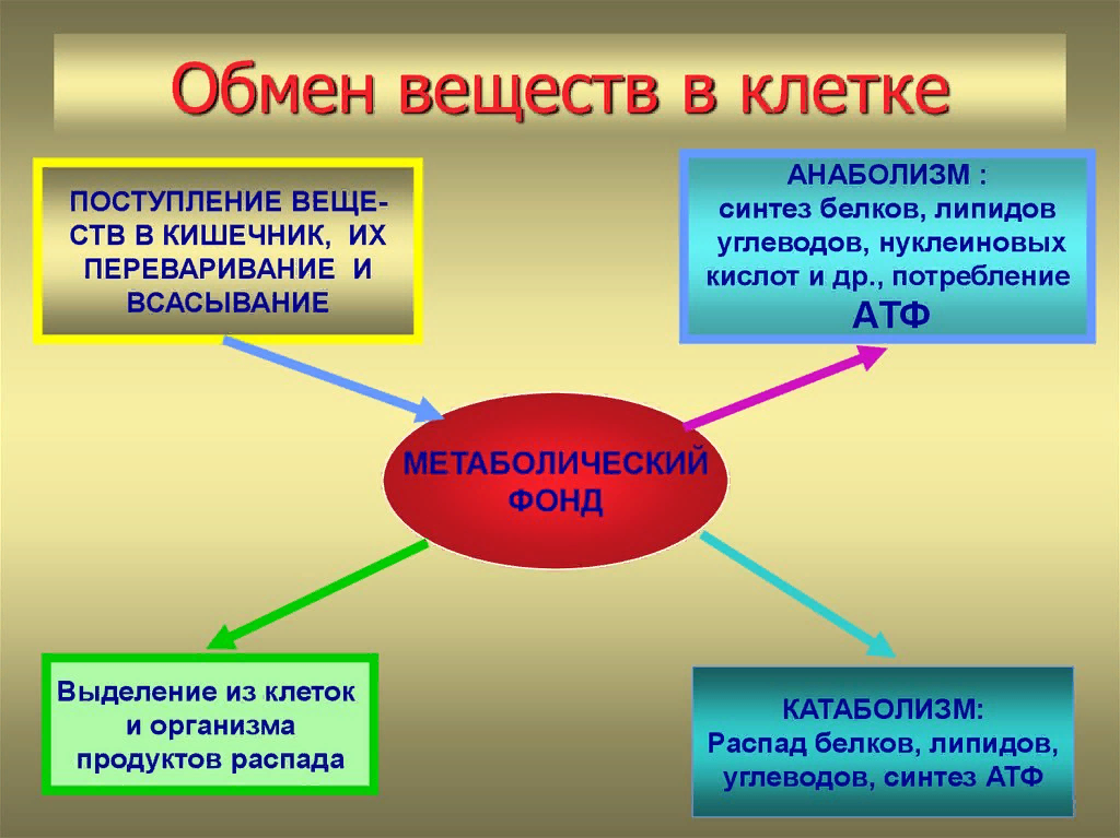 Превращение энергии в организме человека. Обмен веществ в клетке. Обмен веществ и энергии в клетке. Обменные процессы в клетке. Обмен веществ это процесс.