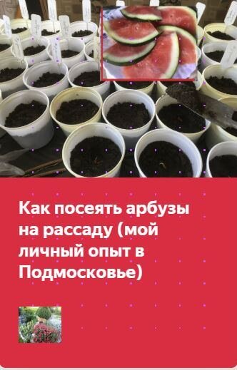 Когда сеять арбузы на рассаду в сибири. Как сеять арбузы на рассаду. Когда сеять арбузы на рассаду. Рассада много сортов. Когда сеять Арбуз на рассаду в 2024 году.