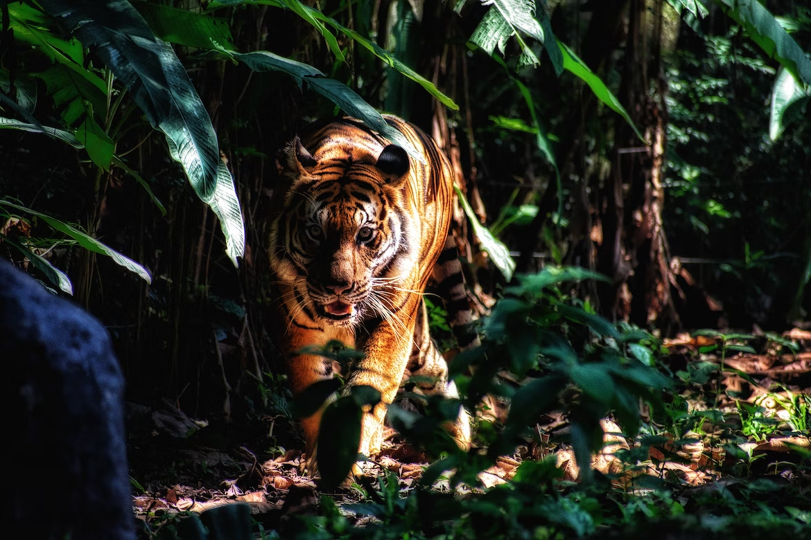 Перияр называют тигриным заповедником