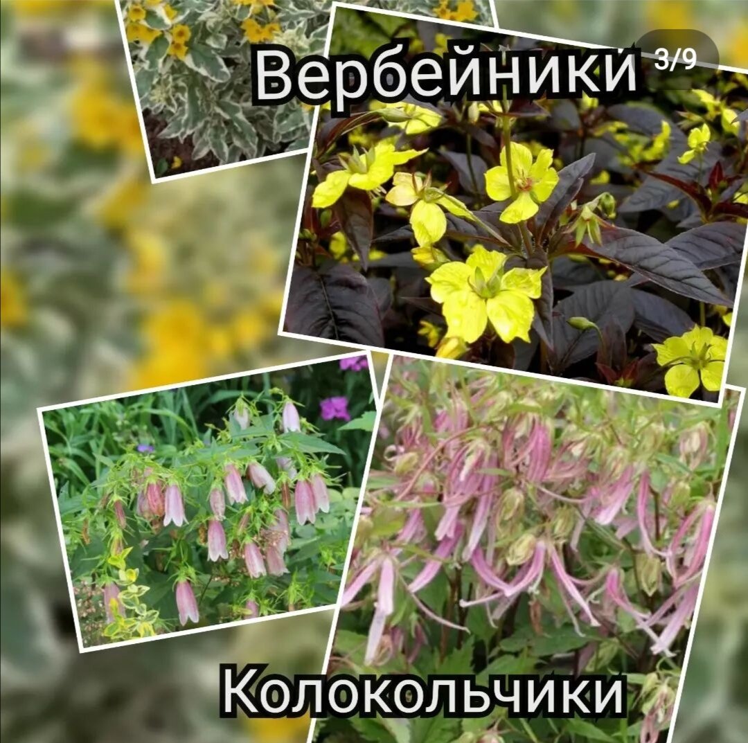 Вербейник реснитчатый,монетчатый,колокольчик точечный, такесимский