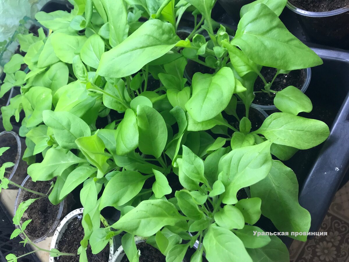 Моя рассада петунии на сегодняшний день