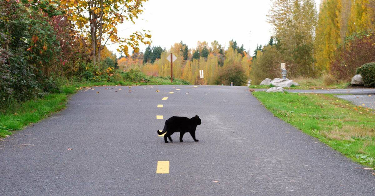 Cat path. Черный кот перебегает дорогу.