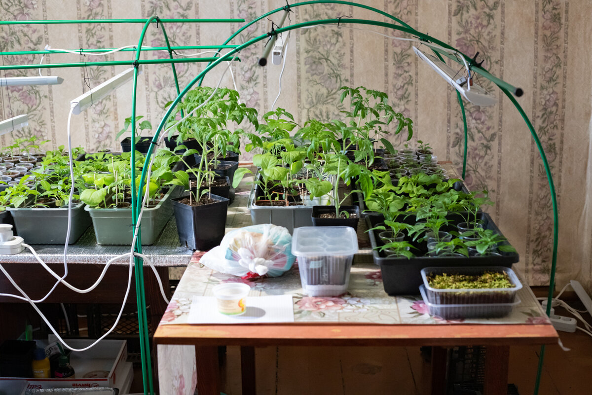    Вторая часть растений