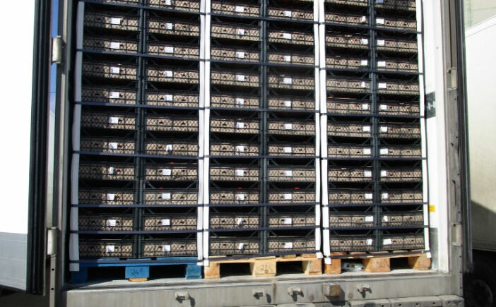    В Оренбуржье выявили около 35 тонн зараженных томатов из Узбекистана и Туркменистана Кристина Просвиркина