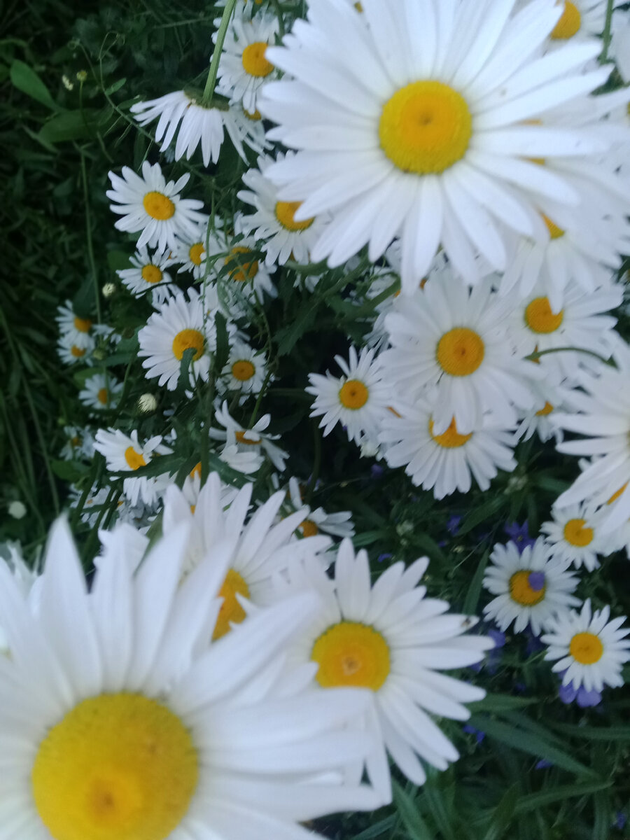 Ромашки. Люблю. Фото автора.. 