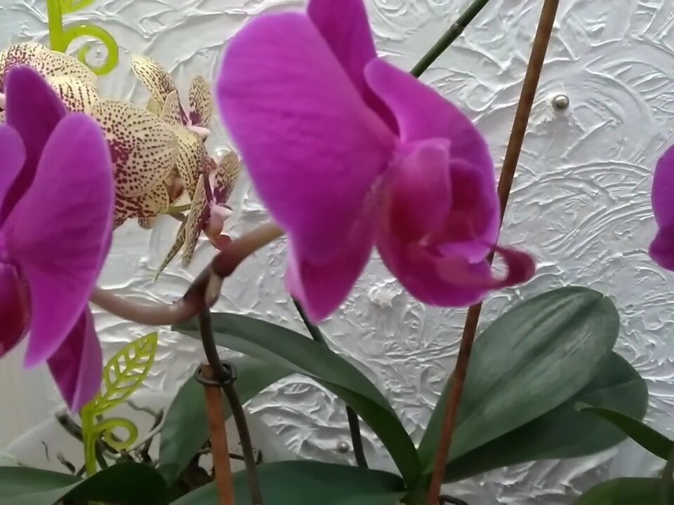 Фото автора. Вивальди. 