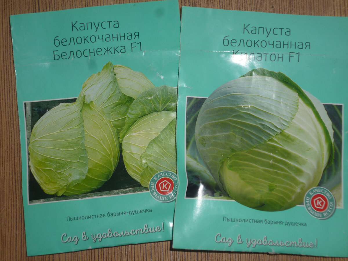 Про капусту - всяку-разну! Расскажу про любимые сорта, похвастаюсь новинками и с
