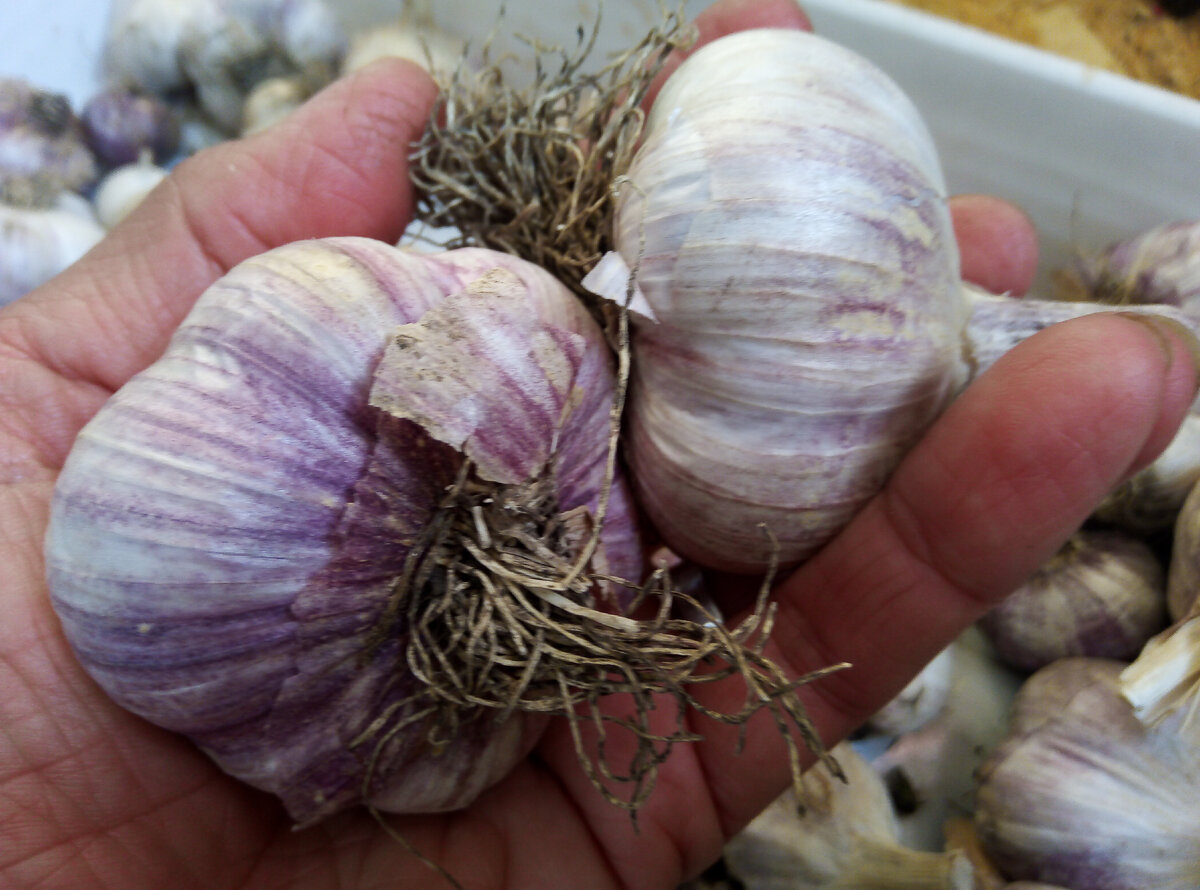 Урожайность чеснока. Garlic что делает.