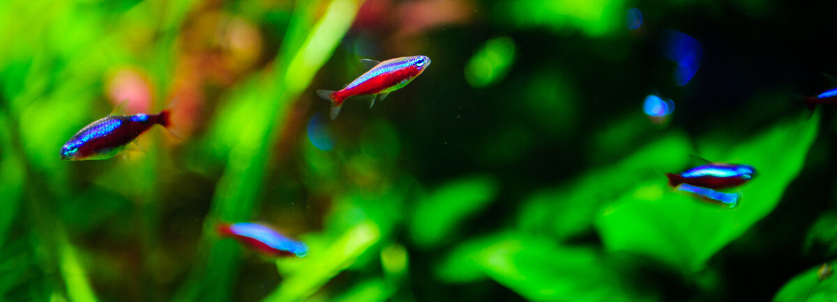 Рыбки неоны в наличии в розничных магазинах сети "Сами с Усами"
