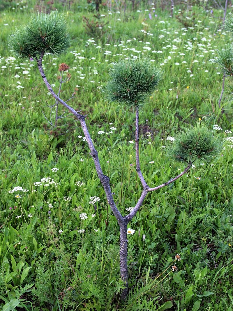 Начнем с простого. Небольшой (высота 1,3 м) дендроарт на основе клона 019 ‘Кюхельбекер’, 3 прививки. Прививать начали в возрасте 12 лет, 4 года назад. Общий возраст 16 лет. Прививки еще недостаточно округлились.