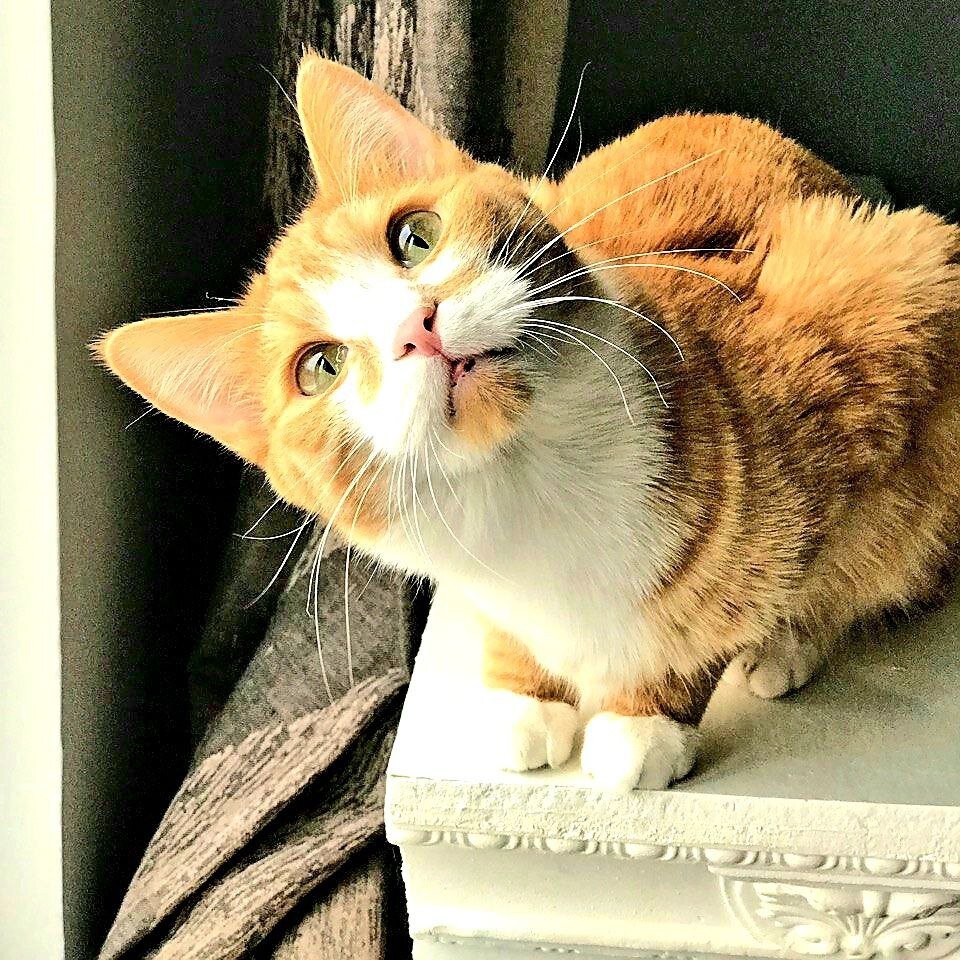 1. Любопытство или игривость кота