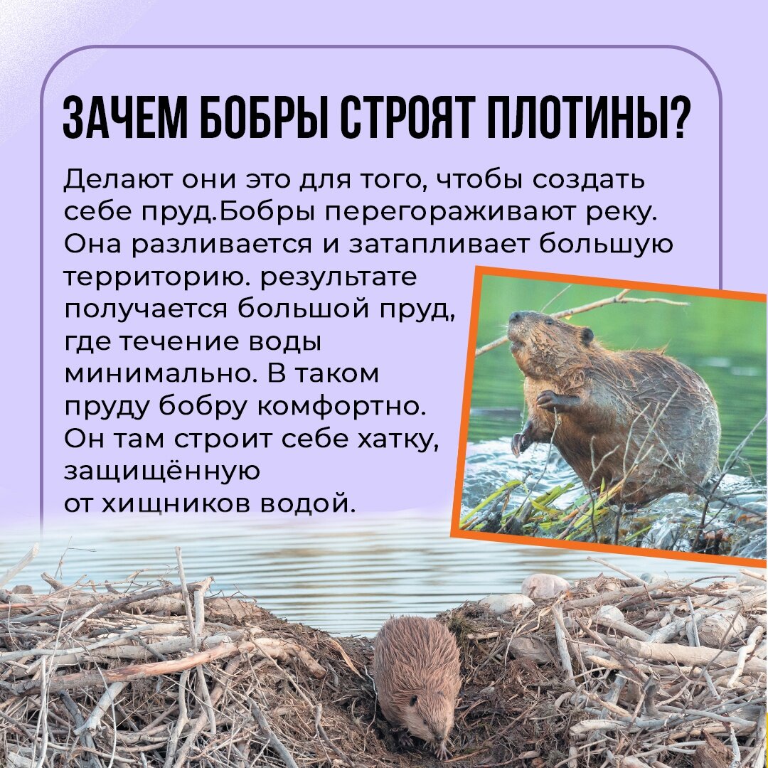 Плотина бобров
