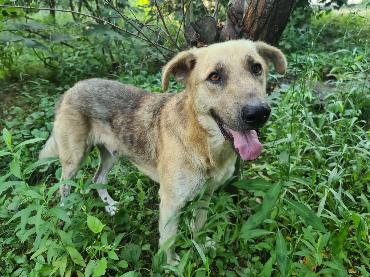 Это наш незабвенный Джокер. Добрейший был пёс! 