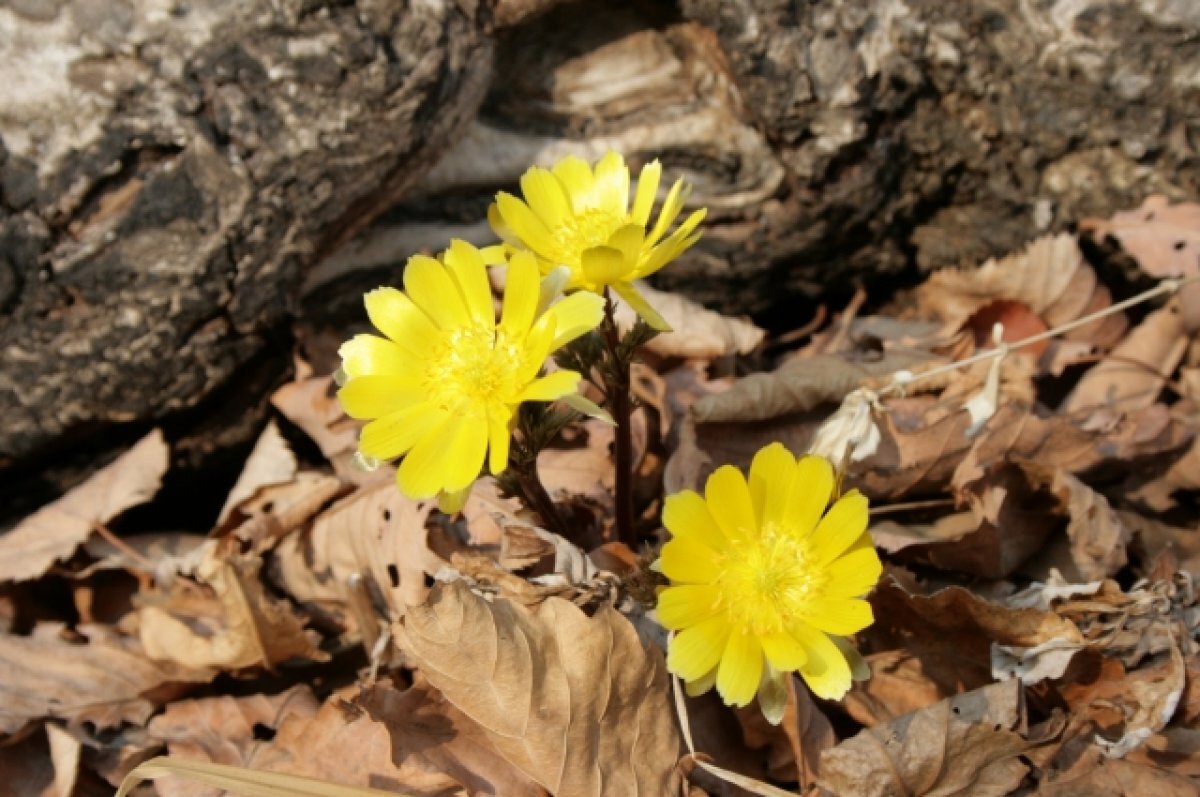    За сбор и продажу подснежников жителям Хабкрая грозит до 9 лет тюрьмы