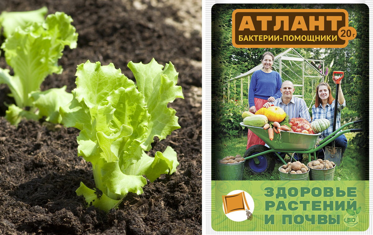    Готовим грунт с препаратом «Атлант бактерии-помощники. Здоровье растений и почвы»
