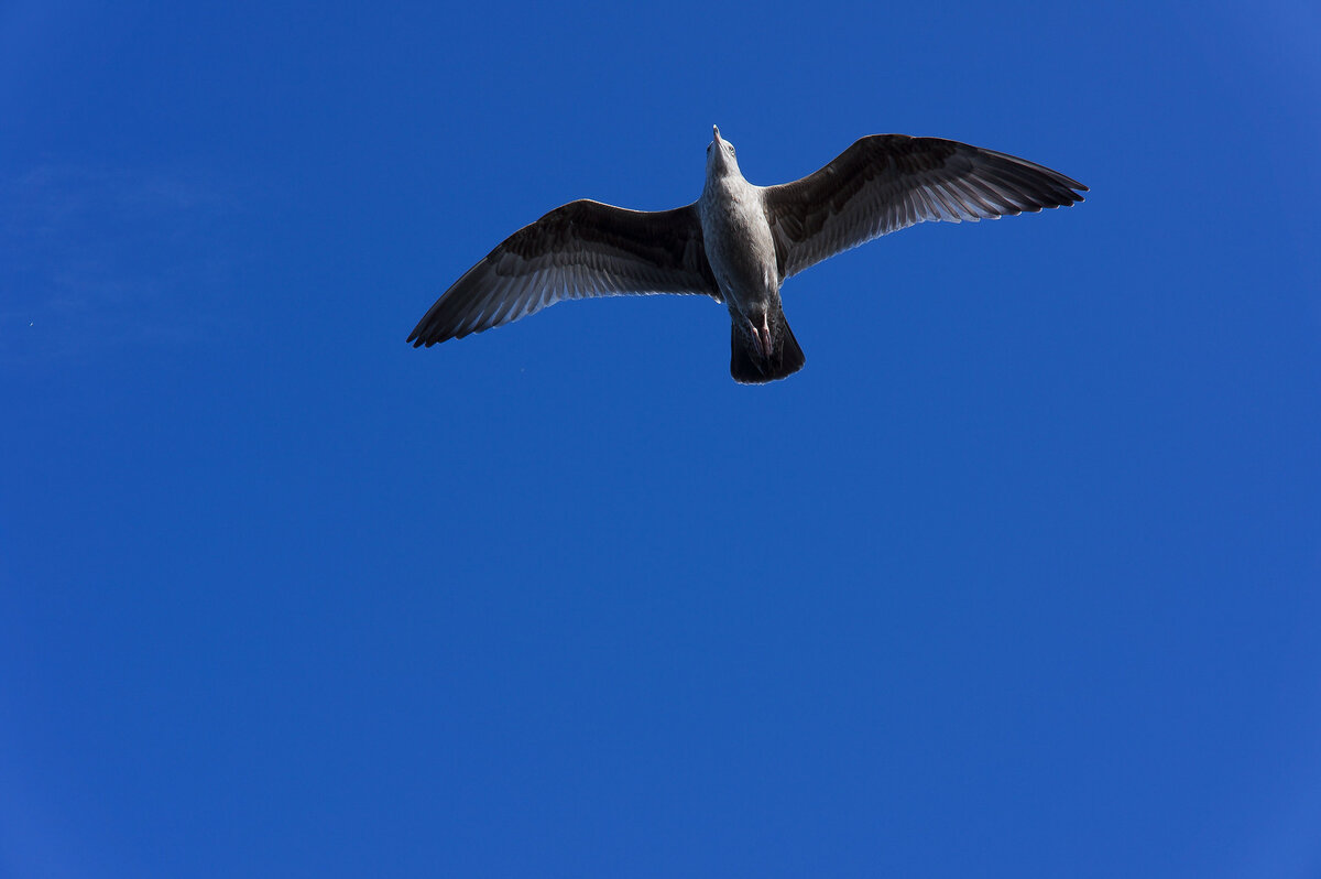 "Freedom" by matheuslotero is licensed under CC BY 2.0.