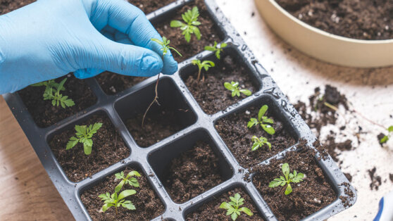    Пикировка бархатцев: пошаговая инструкция Анна Оленькова