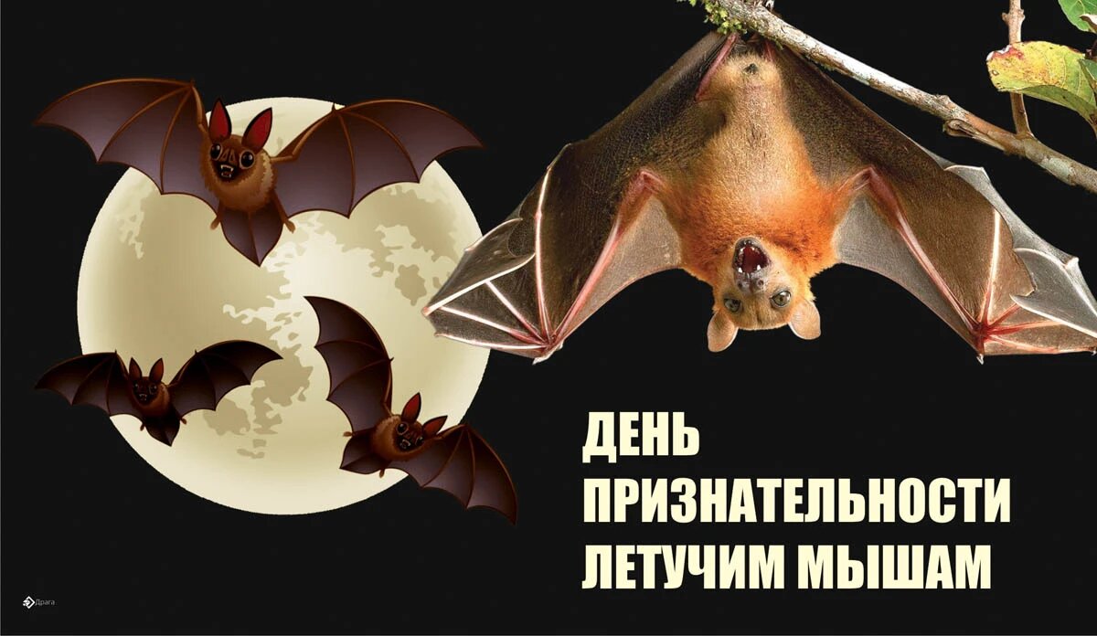 День признательности летучим мышам. Иллюстрация: «Весь Искитим»