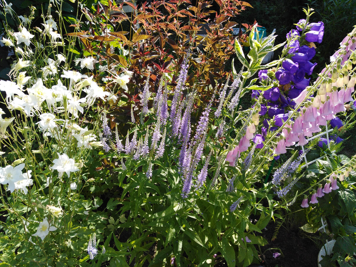 Куртина вероники летом 2022