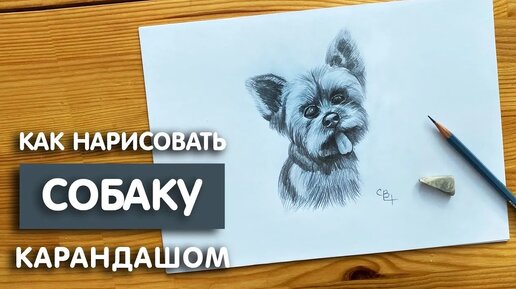 Как нарисовать собаку карандашом: легко и просто для начинающих