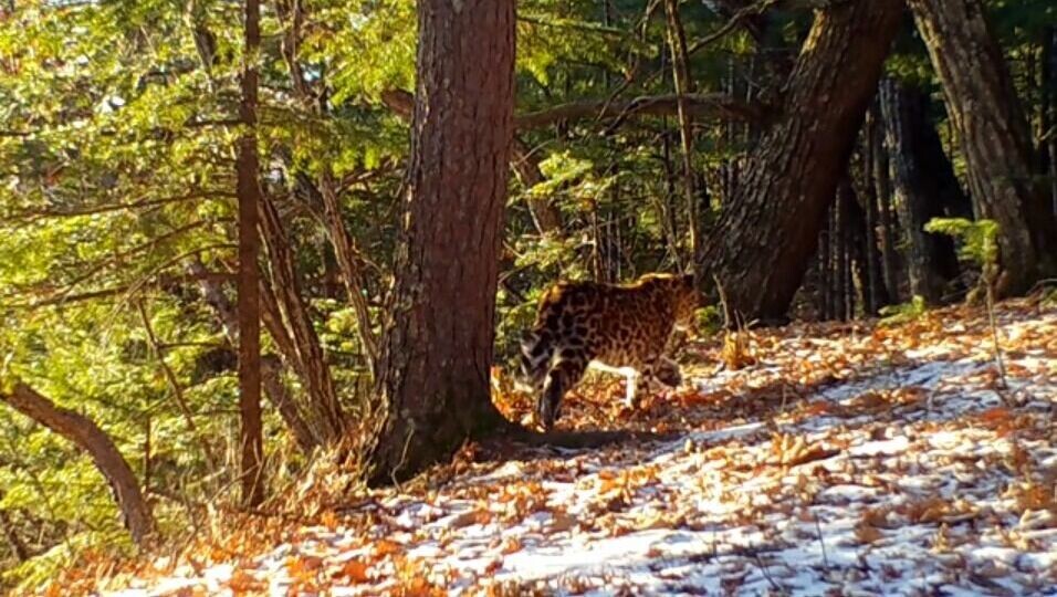     Капризы приморской весенней погоды — то солнце, то снег — вызывают недоумение даже у леопардов. И тому есть видеодоказательство.