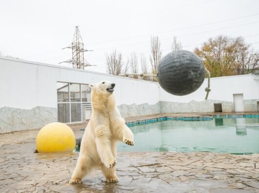    Медведица Айка //Фото со страницы Ростовского зоопарка
