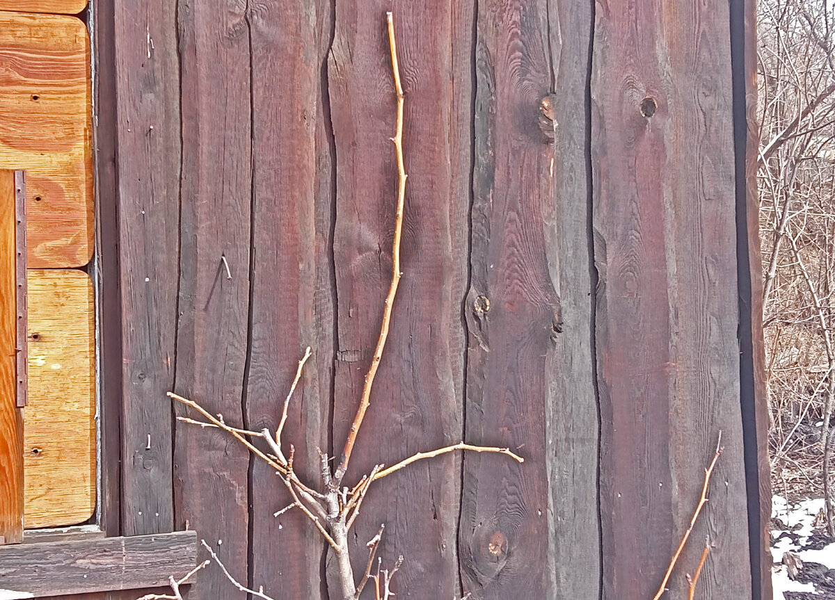 Не в коем случае не обрезайте почки и нижние ветки ствола