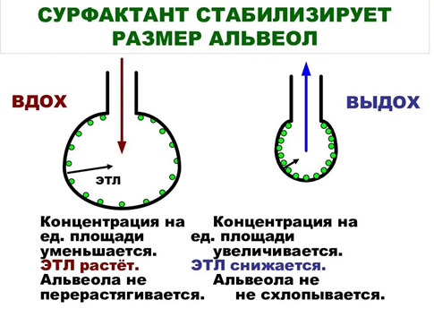 Картинка из свободного доступа.