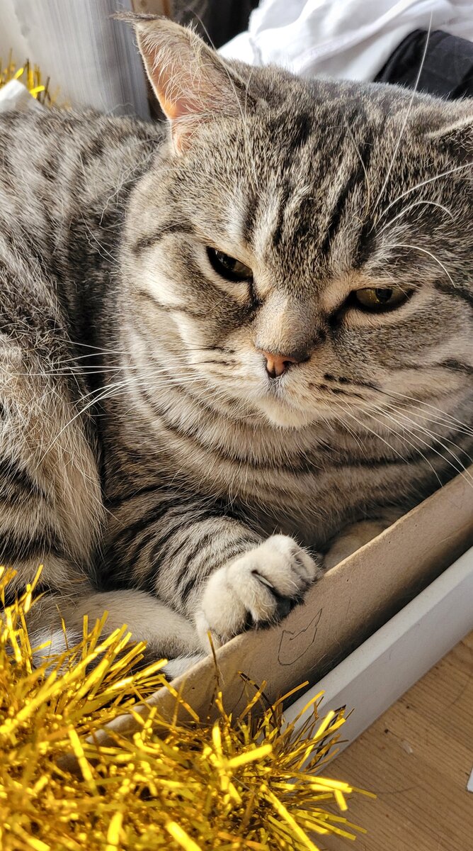 Кот вот не одобряет