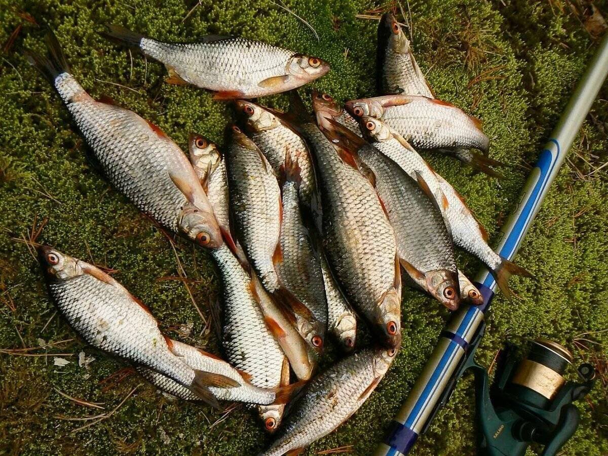 Фото с сайта: https://activefisher.net
