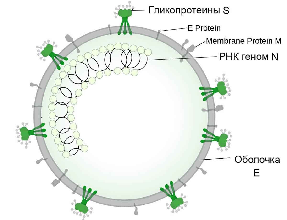Строение коронавируса. Яндкс картинки.