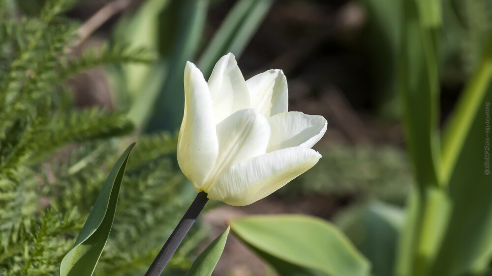 2. Тюльпаны © NickFW.ru — 23.04.2023г.