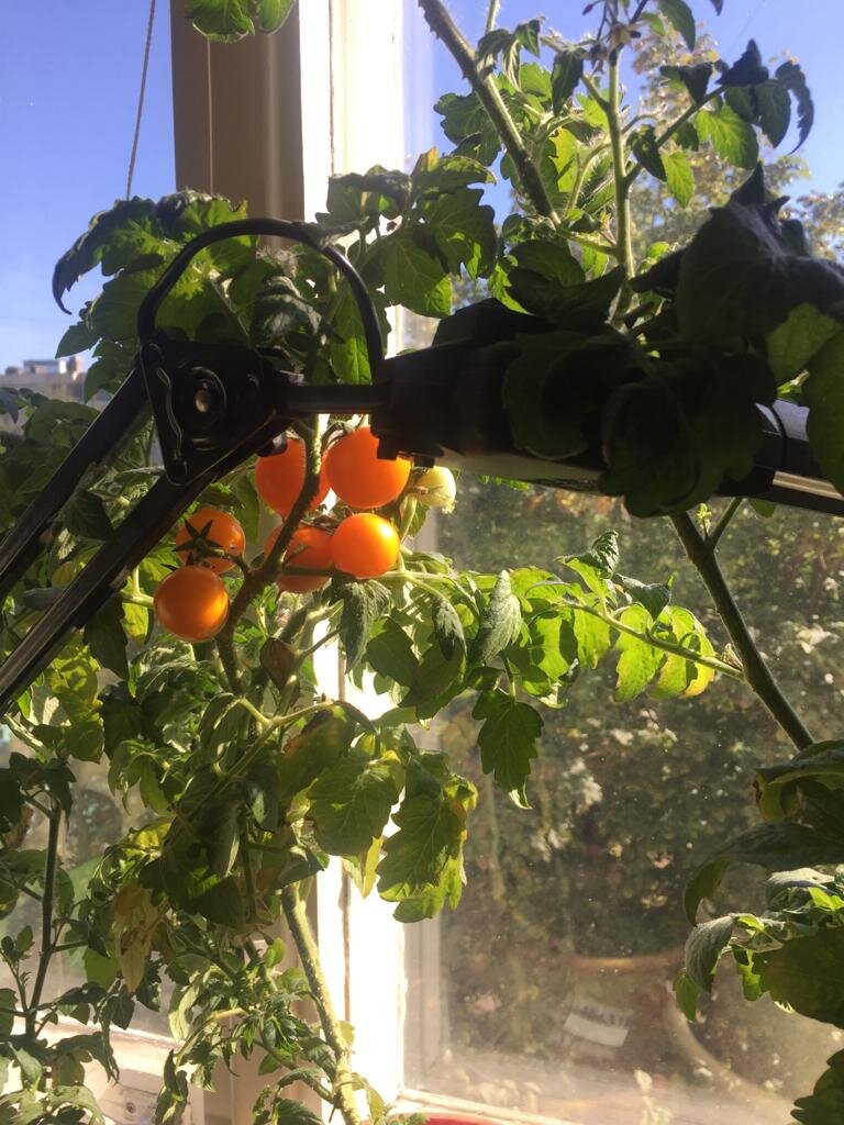 Эти росли на подоконнике.