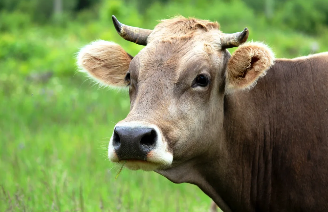 фото источник яндекс картинки. Телец - коровы и быки.